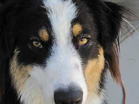 Australian Shepherd
