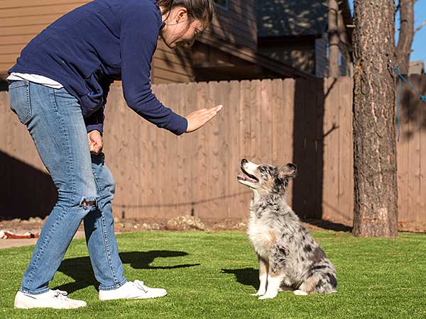 Australian Shepherd Puppy Training Steps to Success - Photo: Woman training Australian Shepherd puppy to stay.