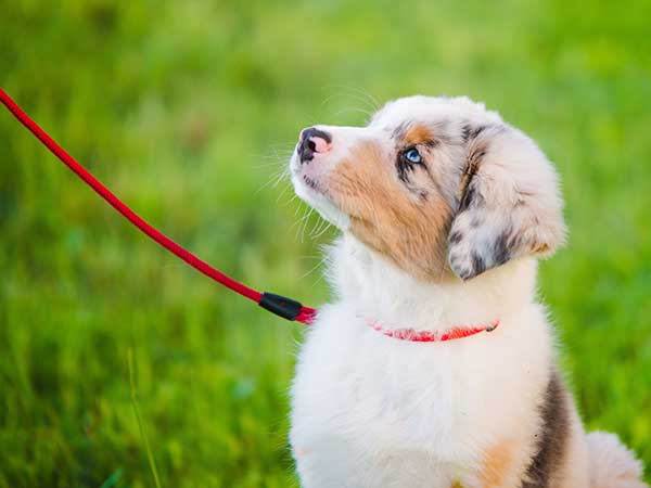 Australian Shepherd Puppy Training Steps to Success - Photo: Australian Shepherd puppy training on leash outdoors.