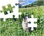 Australian Shepherd Puzzle
