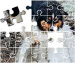 Australian Shepherd Puzzle