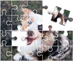 Australian Shepherd Puzzle
