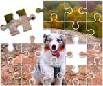 Australian Shepherd Puzzle