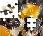 Australian Shepherd Puzzle