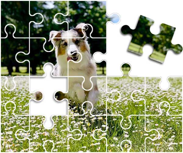 Australian Shepherd Puzzle