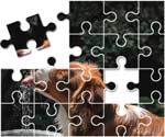 Australian Shepherd Puzzle