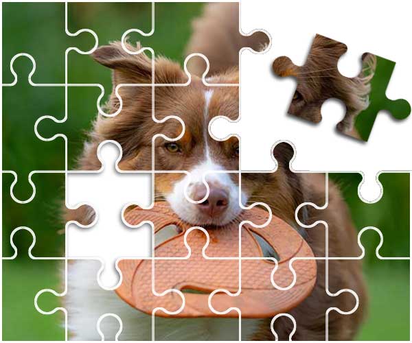 Australian Shepherd Puzzle