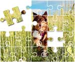 Australian Shepherd Puzzle
