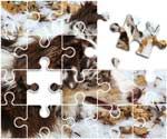 Australian Shepherd Puzzle