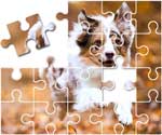 Australian Shepherd Puzzle