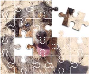 Australian Shepherd Puzzle