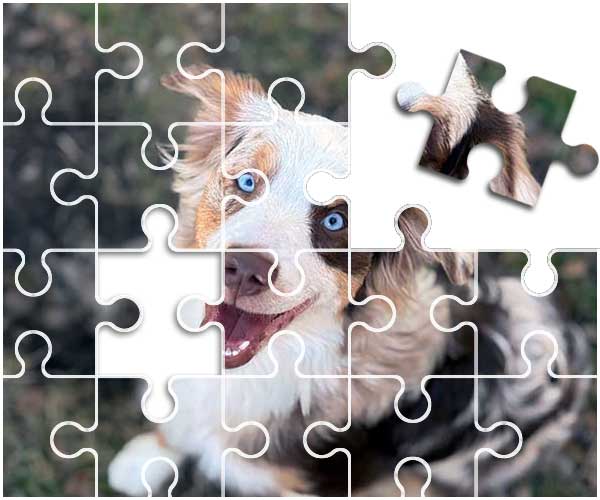 Australian Shepherd Puzzle of the Photo of the Month