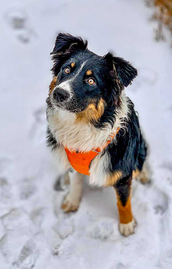Australian Shepherd Saves Owner's Life - Photo: Black tri Australian Shepherd, Banjo, sitting on snow.
