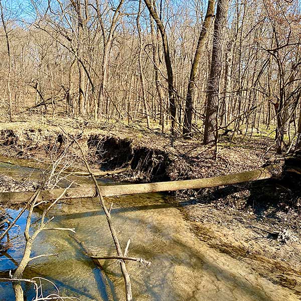 Australian Shepherd Saves Owner's Life - Photo: Fallen log over river with trees in background.
