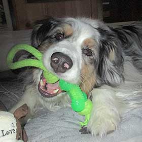 Australian Shepherd Skyler after his dental cleaning.