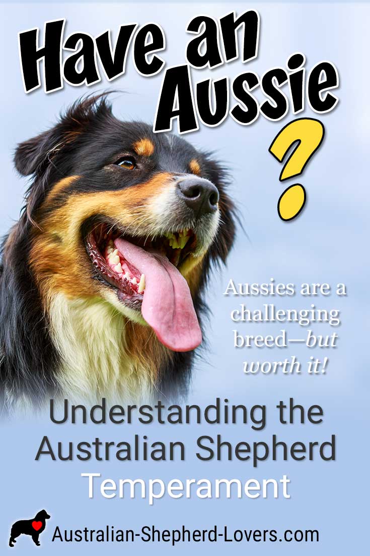 Australian Shepherd temperament is unique and is part of what makes Aussies so attractive. It is what makes this breed particularly prized as working dogs and family dogs alike. #australianshepherd #australianshepherdtemperament #dogtraining #puppytraining #aussielovers