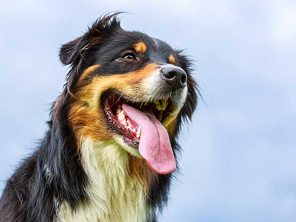 Understanding the Australian Shepherd Temperament - Photo: Black-tri Australian Shepherd with tongue out and sky in background.