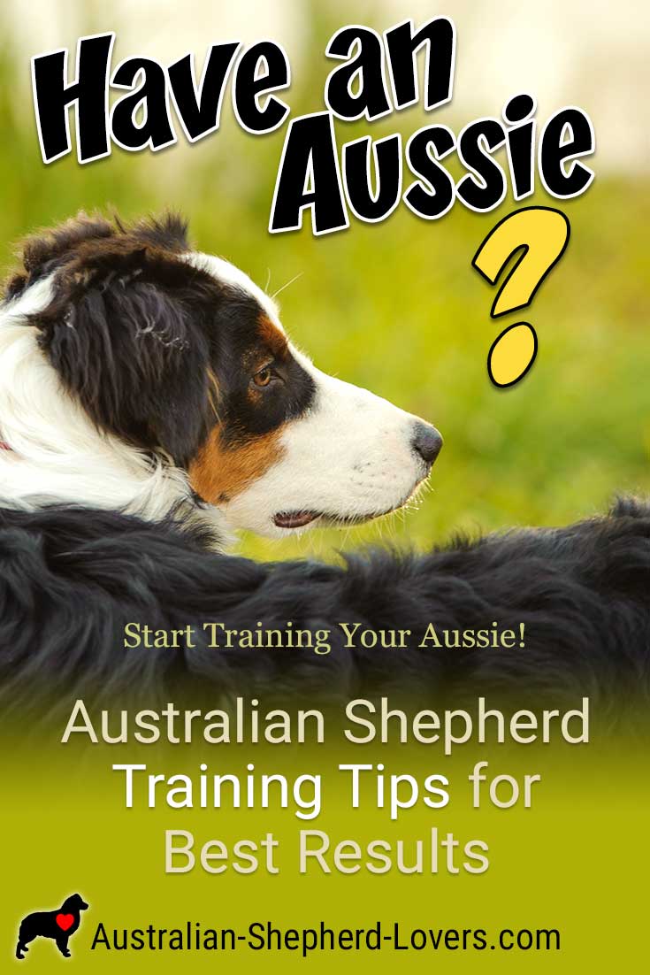 These Australian Shepherd training tips can be helpful for anyone fortunate enough to have an Aussie in their lives. It is important to start dog training early and to be as consistent as possible. #australianshepherd #australianshepherdtraining #dogtraining #puppytraining #aussielovers