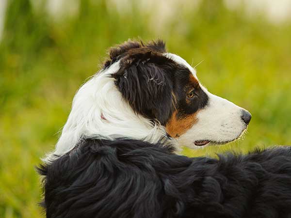 Australian Shepherd Training Tips For Best Results - Photo: Black tri Australian Shepherd outdoors.