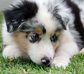 Australian Shepherd Puppy Axel