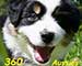 Preview  Australian Shepherd