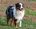 Preview  Australian Shepherd