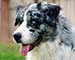 Preview  Australian Shepherd