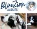 Preview  Australian Shepherd