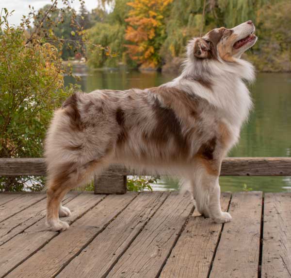 Australian Shepherd Breeders Oregon