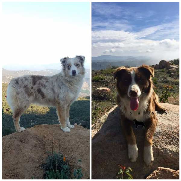 Australian Shepherd Breeders California