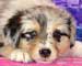 Preview  Australian Shepherd
