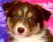Preview  Australian Shepherd