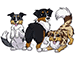 Preview  Australian Shepherd