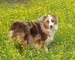 Preview  Australian Shepherd