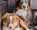 Preview  Australian Shepherd