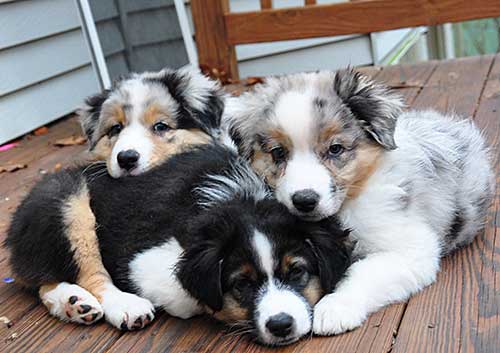 Narkoman Udråbstegn behandle Australian Shepherd Breeders Virginia