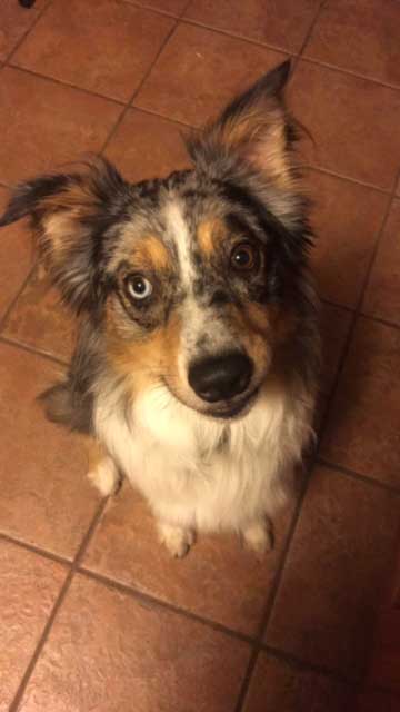 Australian Shepherd Breeders Texas