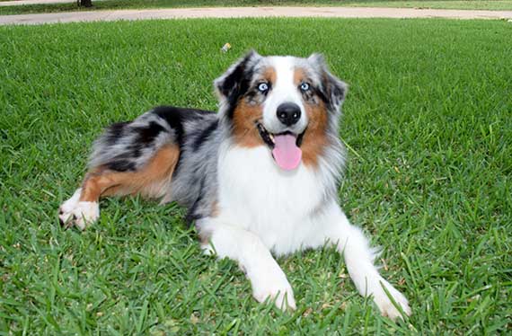 standard australian shepherd puppies for sale