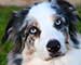 Preview  Australian Shepherd