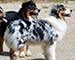 Preview  Australian Shepherd