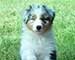 Preview  Australian Shepherd