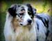 Preview  Australian Shepherd