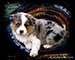 Preview  Australian Shepherd