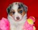 Preview  Australian Shepherd