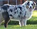 Preview  Australian Shepherd