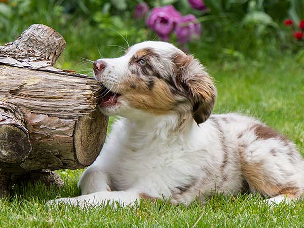 Finding The Best Dog Chew Toys For Your Australian ...