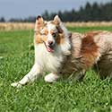 Australian Shepherd smiling and running across field.