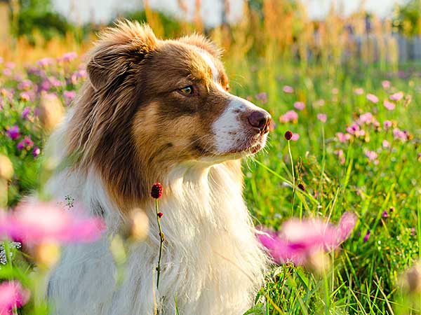 Are BIXBI Dog Food and Treats Really "Damn Near Perfect"? - Photo: Australian Shepherd lying in a meadow full of pink flowers.