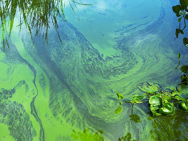 Blue-Green Algae and Dogs: The Invisible Poisoning Threat - Photo: Water landscape with blue-green algae surface with blooming cyanobacteria.
