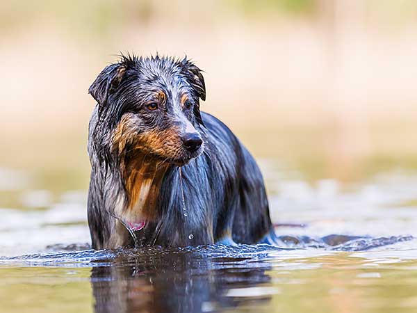 Blue-Green Algae and Dogs: The Invisible Poisoning Threat - Photo: Australian Shepherd standing in a lake.